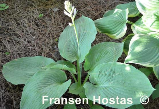 Hosta Kong